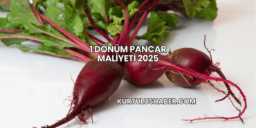 1 Dönüm Pancar Maliyeti 2025