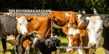 500 Büyükbaş Hayvan Çiftliği Maliyeti 2025
