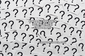 Çoban Çökerten Demir Dikeni Faydaları