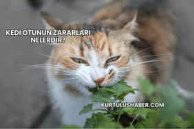 Kedi Otunun Zararları Nelerdir?