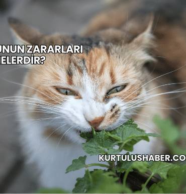 Kedi Otunun Zararları Nelerdir?