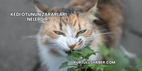 Kedi Otunun Zararları Nelerdir?