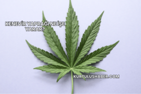 Kenevir Yaprağı Ne İşe Yarar?