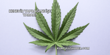 Kenevir Yaprağı Ne İşe Yarar?